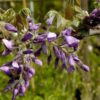 Wisteria brachybotrys Yokohama Fuji - 1/2 Standard - 35L 6-8cm girth, half standard