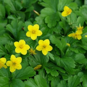 Waldsteinia ternata