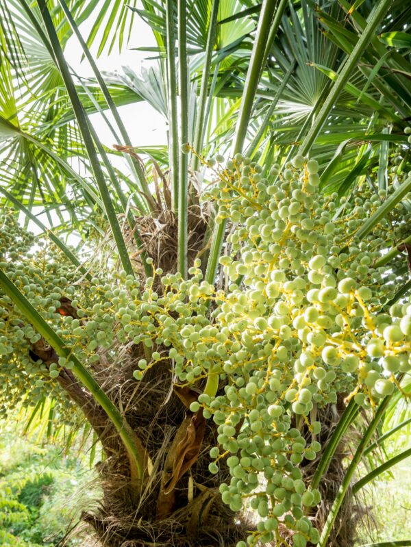 Washingtonia robusta - Image 2