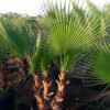 Washingtonia robusta - 230L Total height 350-400cm