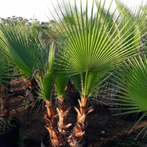 Washingtonia robusta
