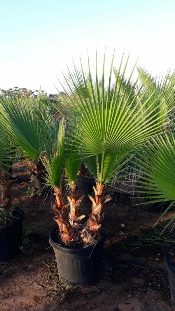 Washingtonia robusta