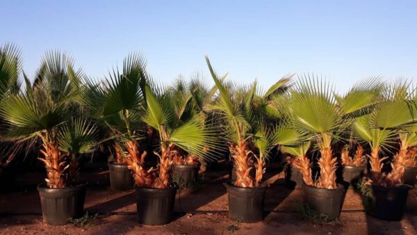 Washingtonia robusta - Image 3