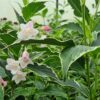 Weigela florida Variegata - 3L