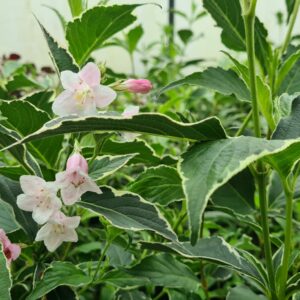 Weigela florida Variegata