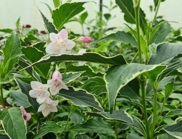 Weigela florida Variegata
