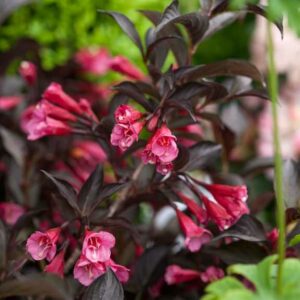 Weigela florida Alexandra