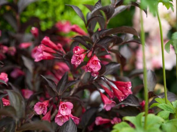 Weigela florida Alexandra