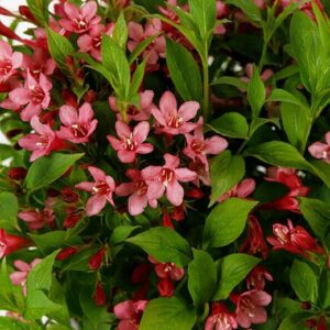 Weigela Picobella Rosa
