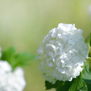 Hydrangea macrophylla