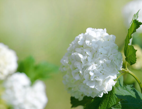 Hydrangea macrophylla