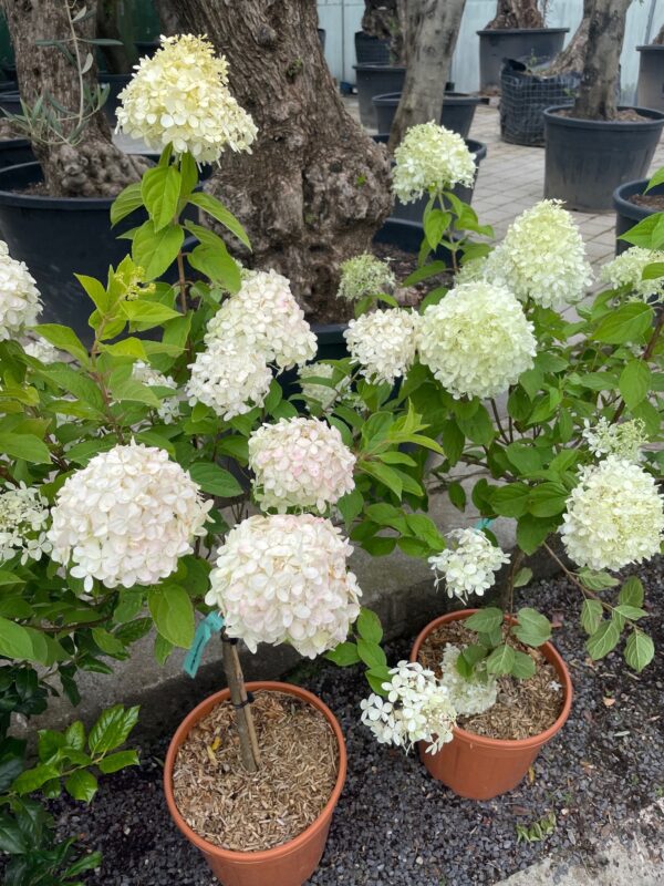 Hydrangea 1/4 Standard Trees - Image 2