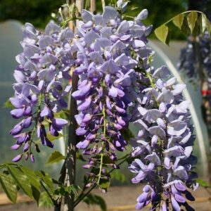 Wisteria sinensis Prolific