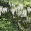 Wisteria sinensis Alba' - 2L 80-100cm