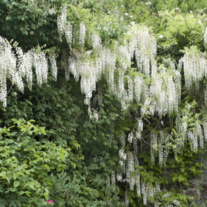 Wisteria sinensis Alba'