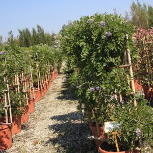 Wisteria sinensis Screen