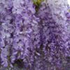 Wisteria sinensis 'Amethyst' - 5L 100-150cm