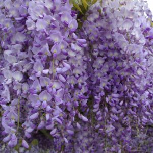 Wisteria sinensis 'Amethyst'