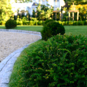 Taxus baccata / Yew Ball