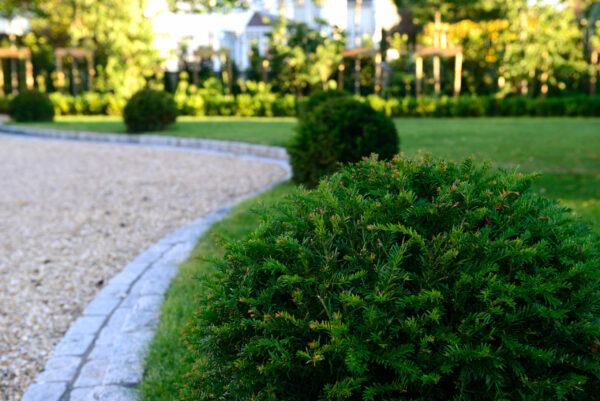 Taxus baccata / Yew Ball
