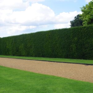 Taxus baccata / Yew Hedging