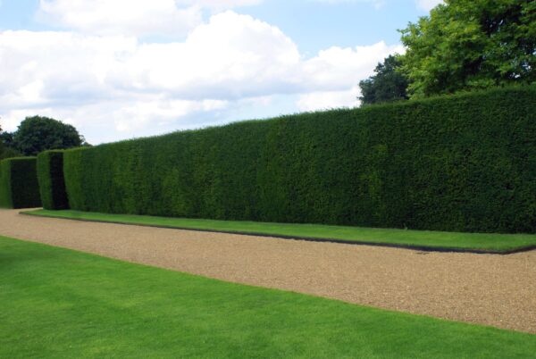 Taxus baccata / Yew Hedging
