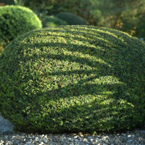 Taxus baccata / Yew Pillows
