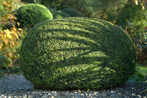 Taxus baccata / Yew Pillows