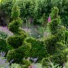 Taxus baccata / Yew Spiral - 130L 250-300cm