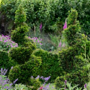 Taxus baccata / Yew Spiral