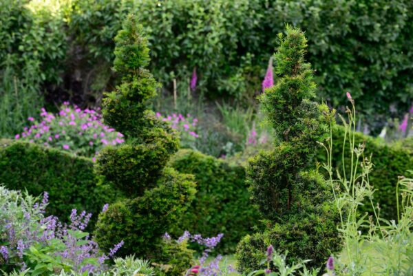 Taxus baccata / Yew Spiral