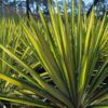 Yucca filamentosa Color Guard - 5L