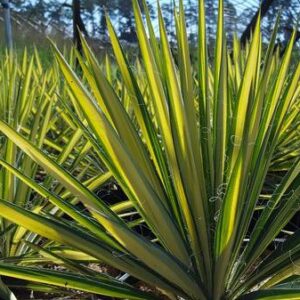Yucca filamentosa Color Guard