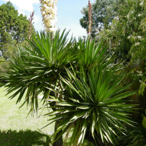 Yucca gloriosa