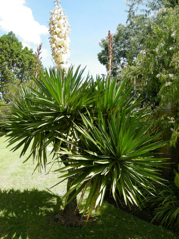 Yucca gloriosa