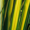 Yucca Golden Sword - 5L