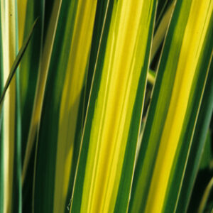 Yucca Golden Sword