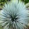 Yucca rostrata - 15L