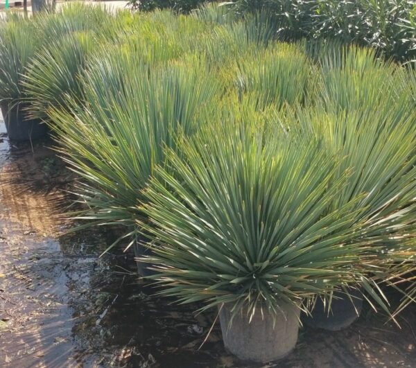 Yucca rostrata - Image 2