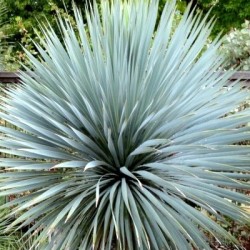 Yucca rostrata