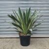 Yucca gloriosa 'Variegata' - 10L 40-60cm