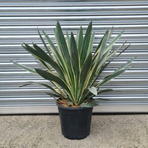 Yucca gloriosa 'Variegata'
