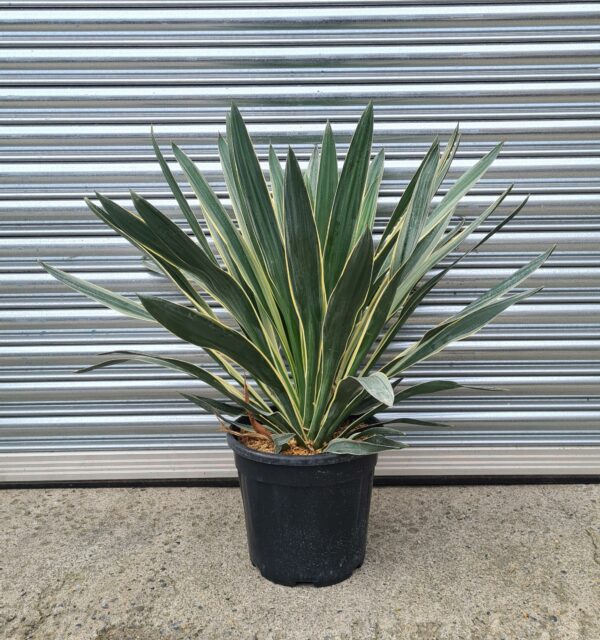 Yucca gloriosa 'Variegata'