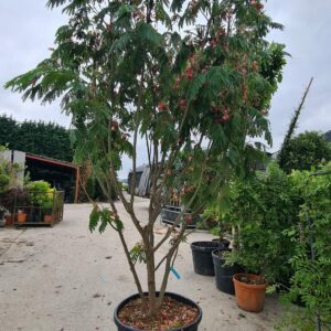 Albizia julibrissin Multistem