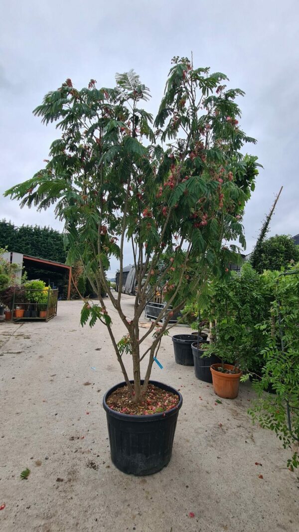 Albizia julibrissin Multistem
