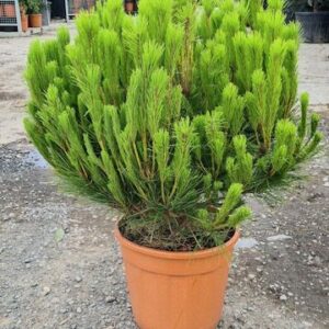 Pinus densiflora 'Alice Verkade'