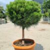 Pinus nigra Bambino / Dwarf Austrian Pine Quarter standard - Image 2