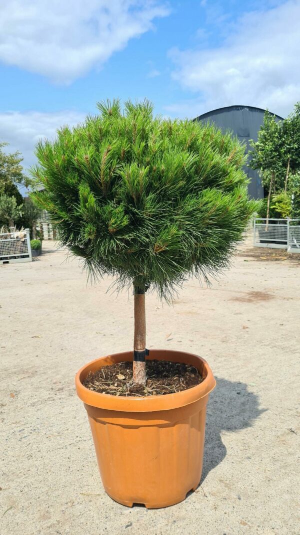Pinus nigra Bambino / Dwarf Austrian Pine Quarter standard - Image 2