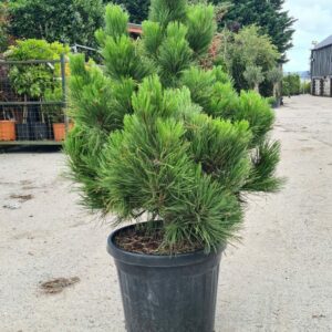 Pinus nigra Nana /  Dwarf Black Pine