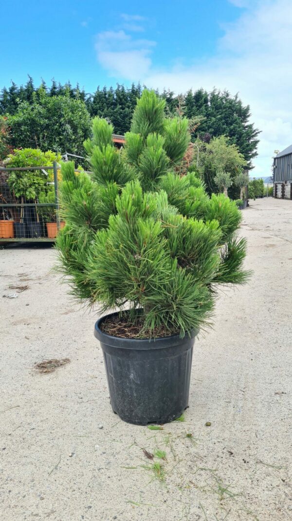Pinus nigra Nana /  Dwarf Black Pine